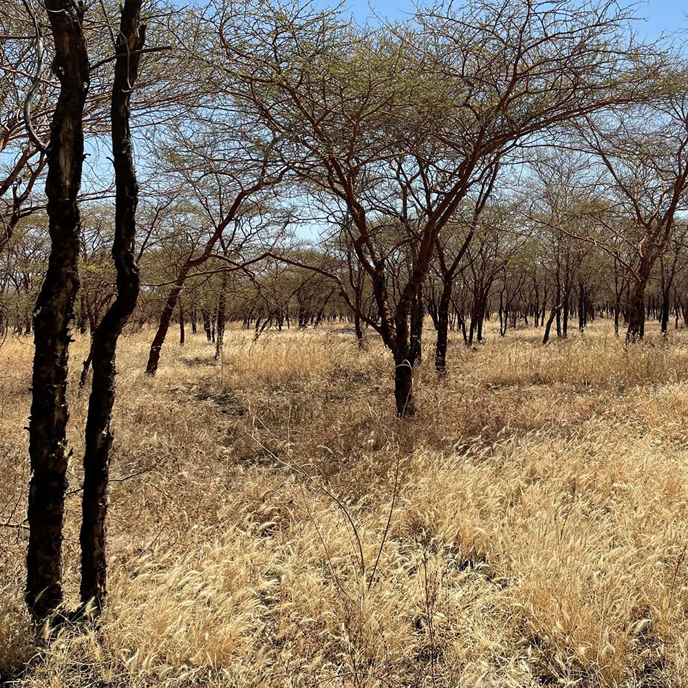 Sustainable Harvesting of Acacia Wood for High-Quality Ergonomic Furniture