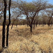 Sustainable Harvesting of Acacia Wood for High-Quality Ergonomical Furniture