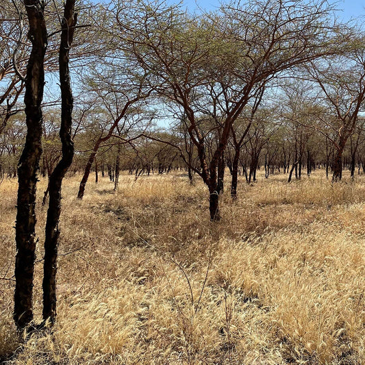Sustainable Harvesting of Acacia Wood for High-Quality Ergonomical Furniture